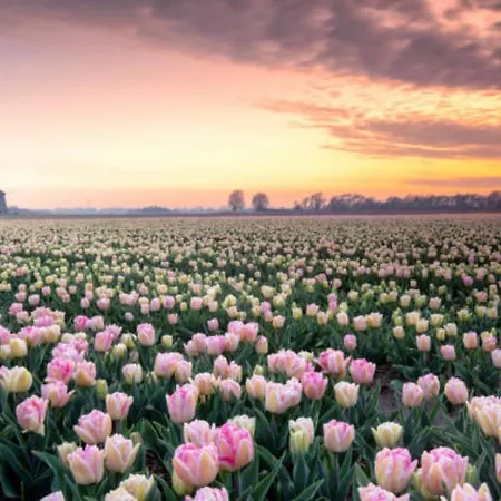 174 シャレー ペッテン